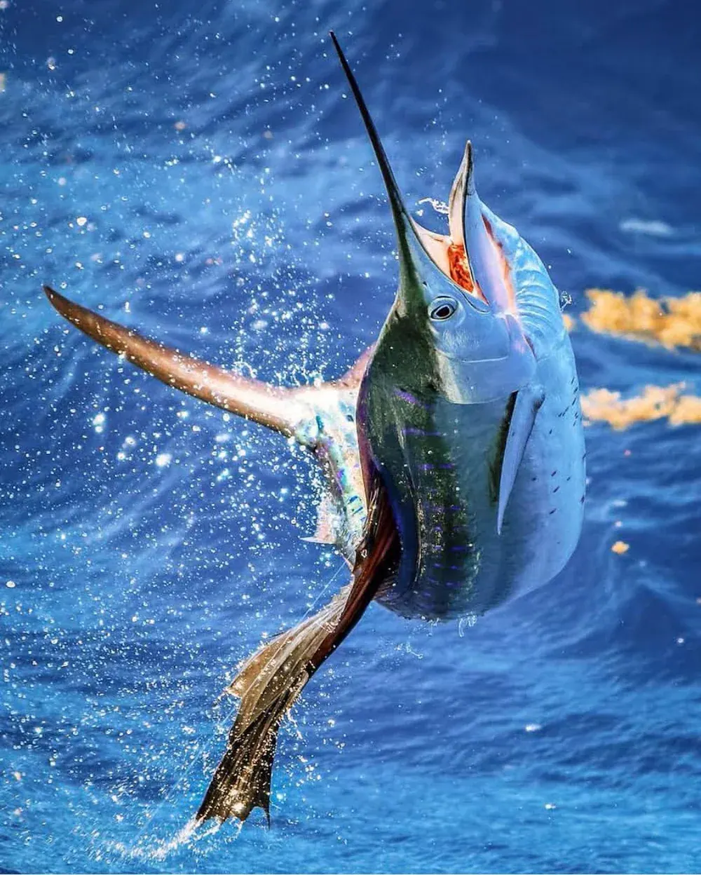 A lit-up sailfish erupting from deep blue water off Miami