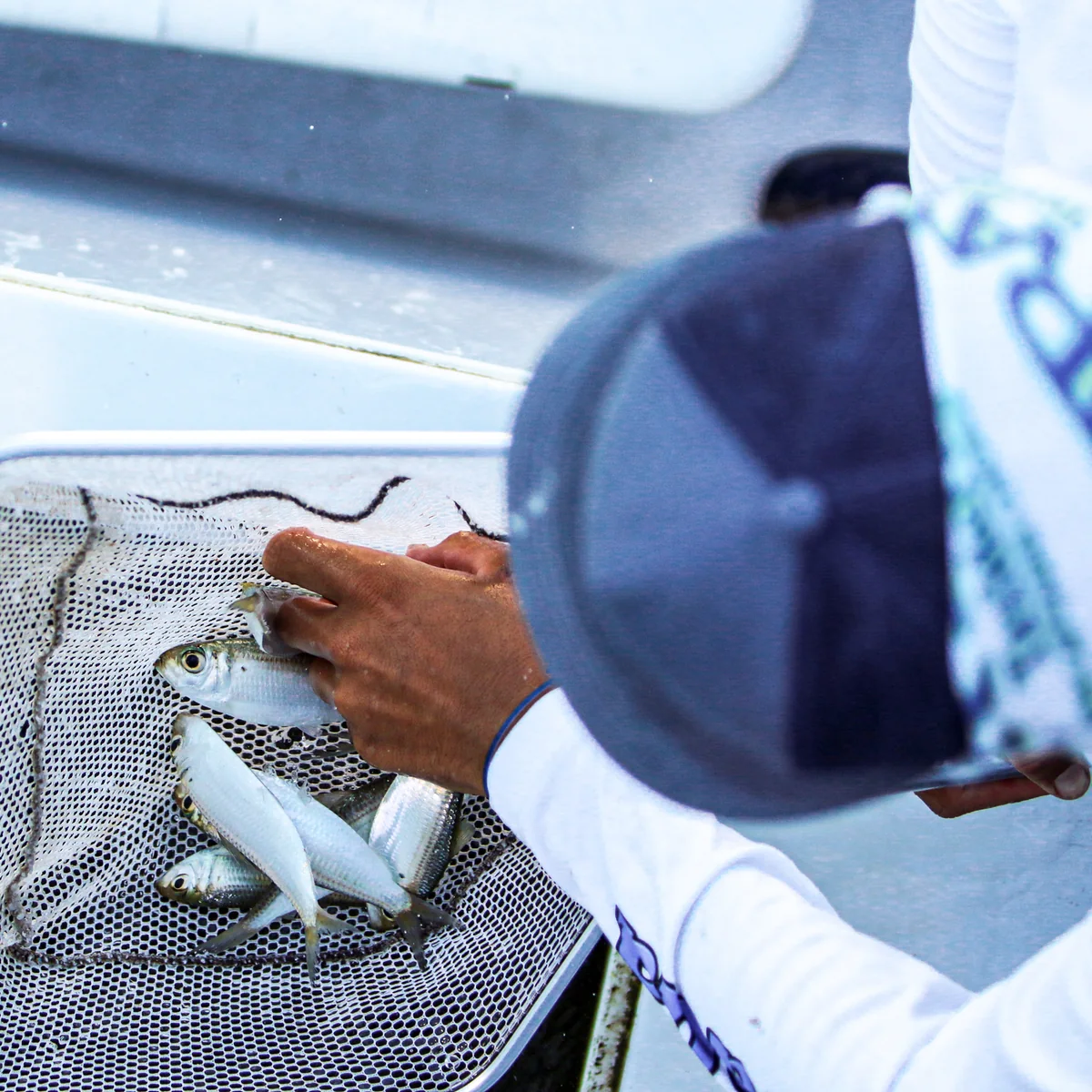 A mate grabbing pilchards from the dip net to launch as live chum