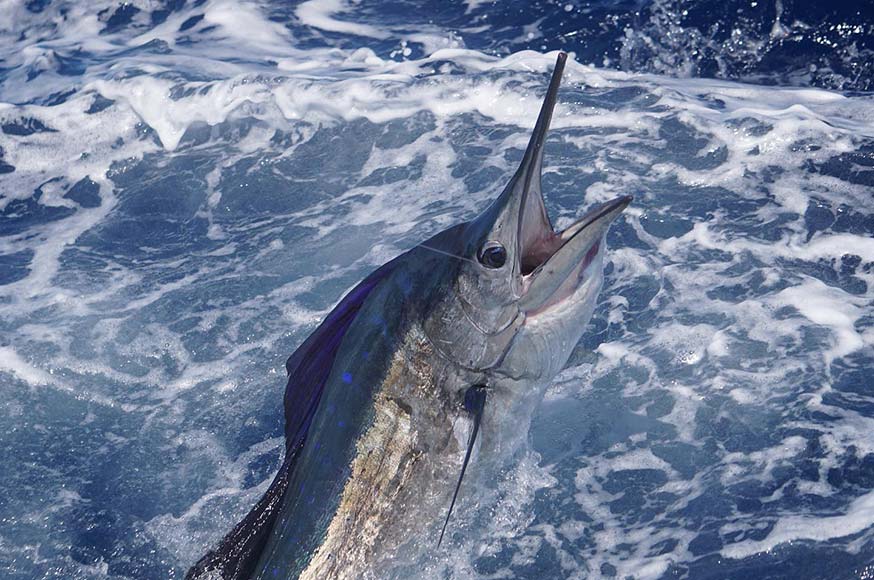sailfish off miami