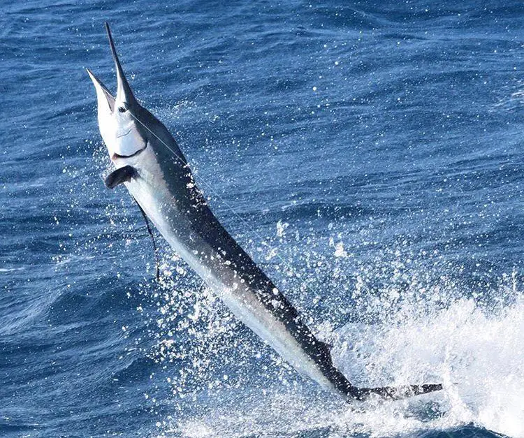 A hooked sailfish greyhounding across the surface during the fight off Miami