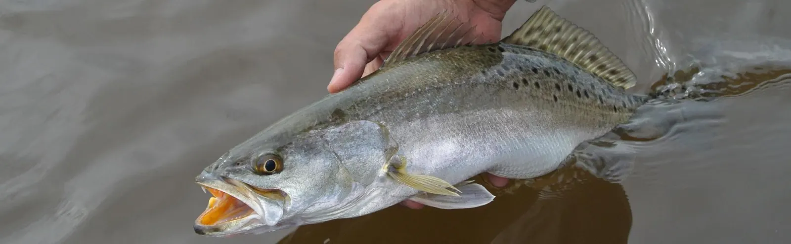 seatrout