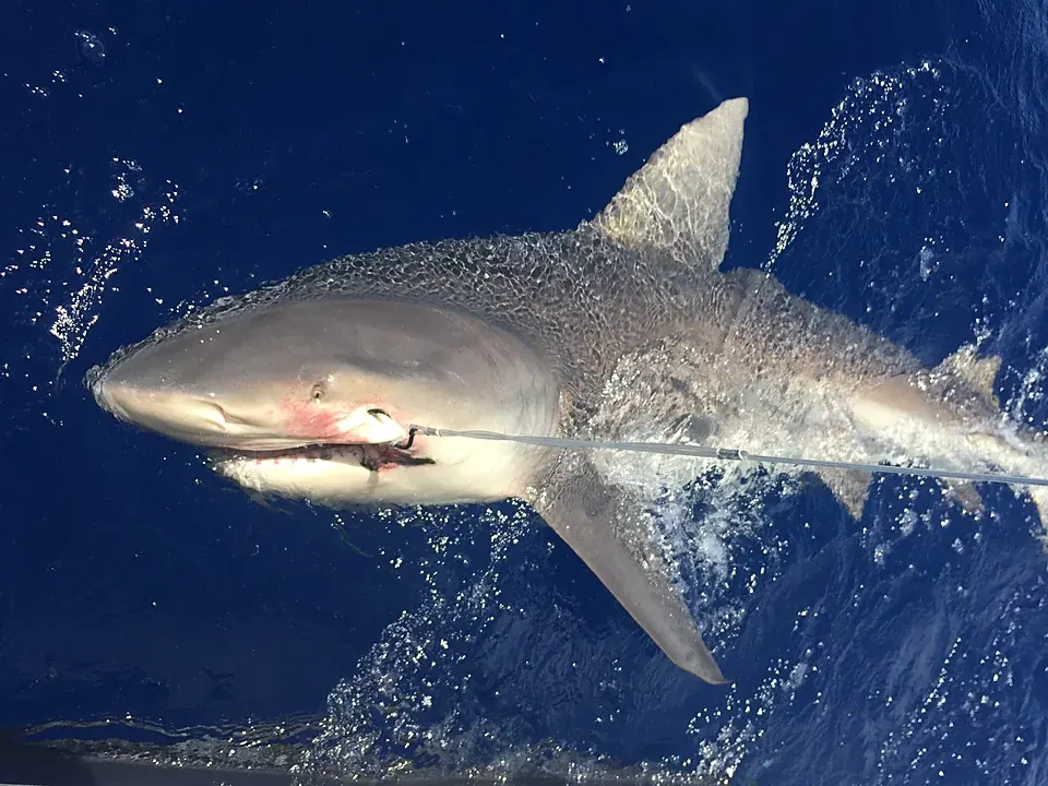 A big bull shark on the leader at the boat off Miami
