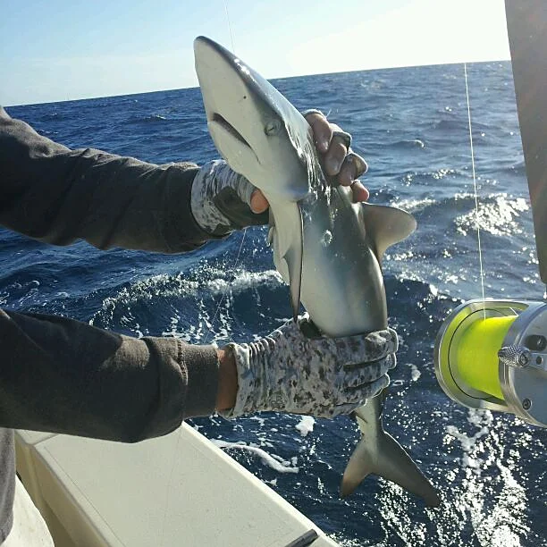 A juvenile shark caught kite fishing off Miami