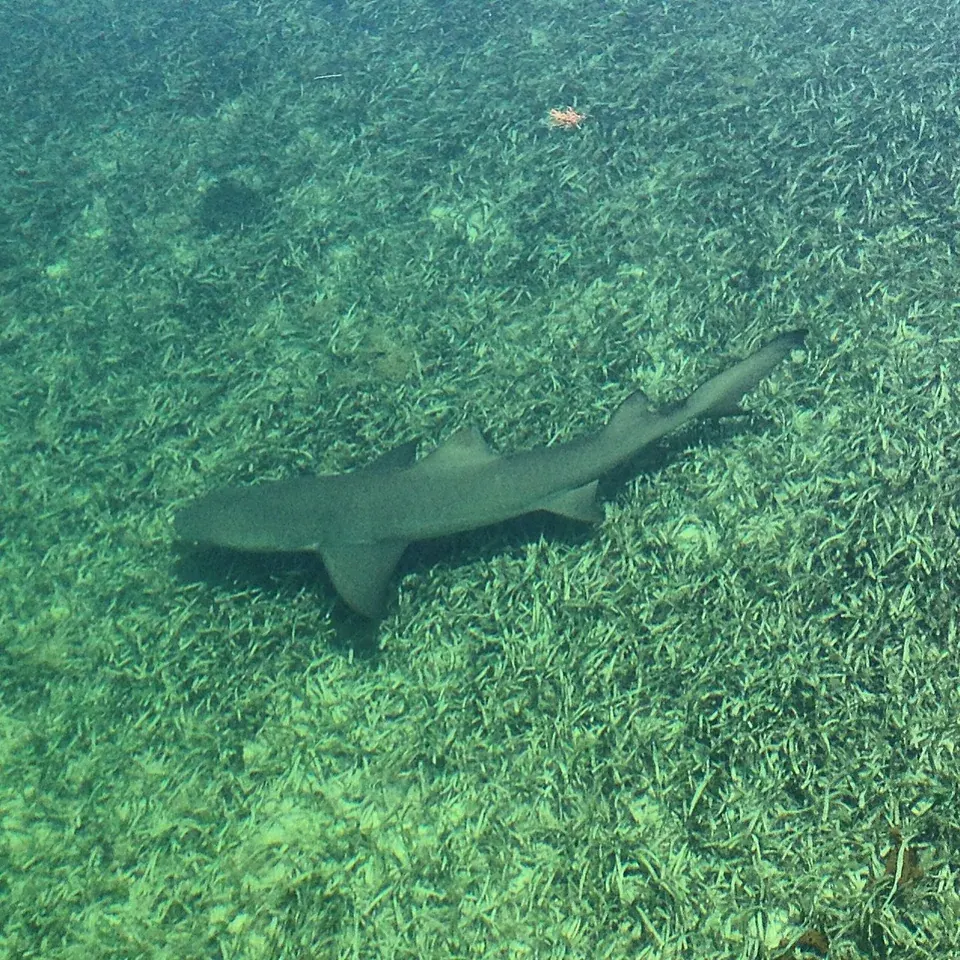 A lemon shark cruising a grassy flat in Biscayne Bay