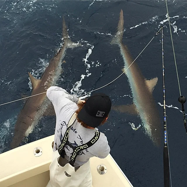 Silky sharks behind the boat offshore
