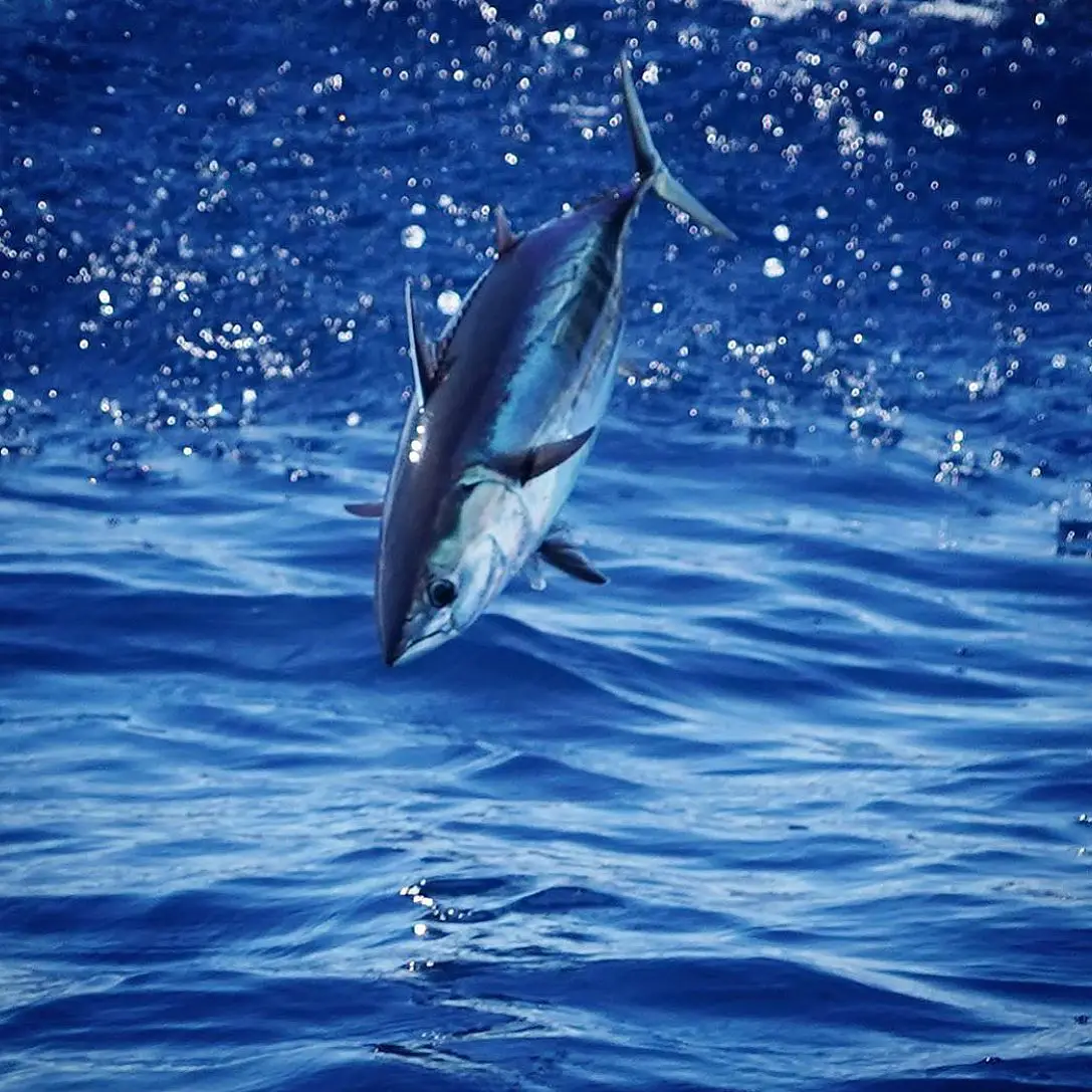 Skipjack Tuna