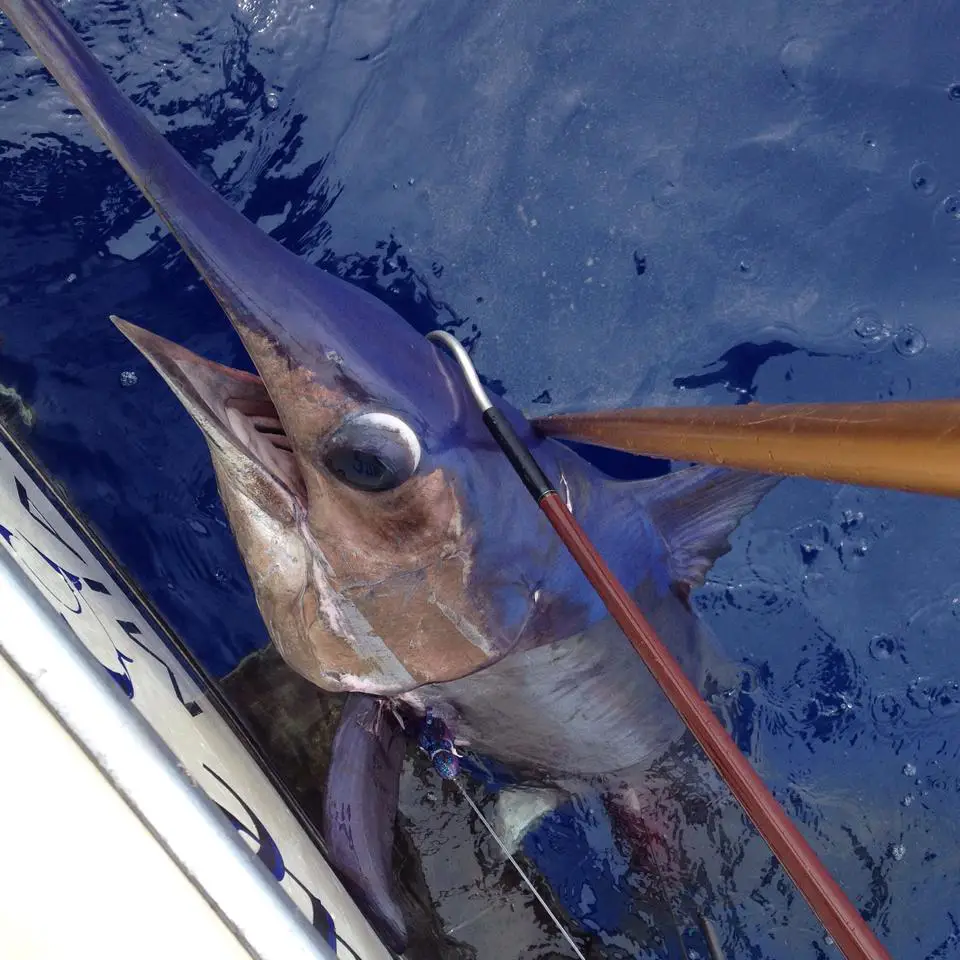 A swordfish on the gaff off Miami