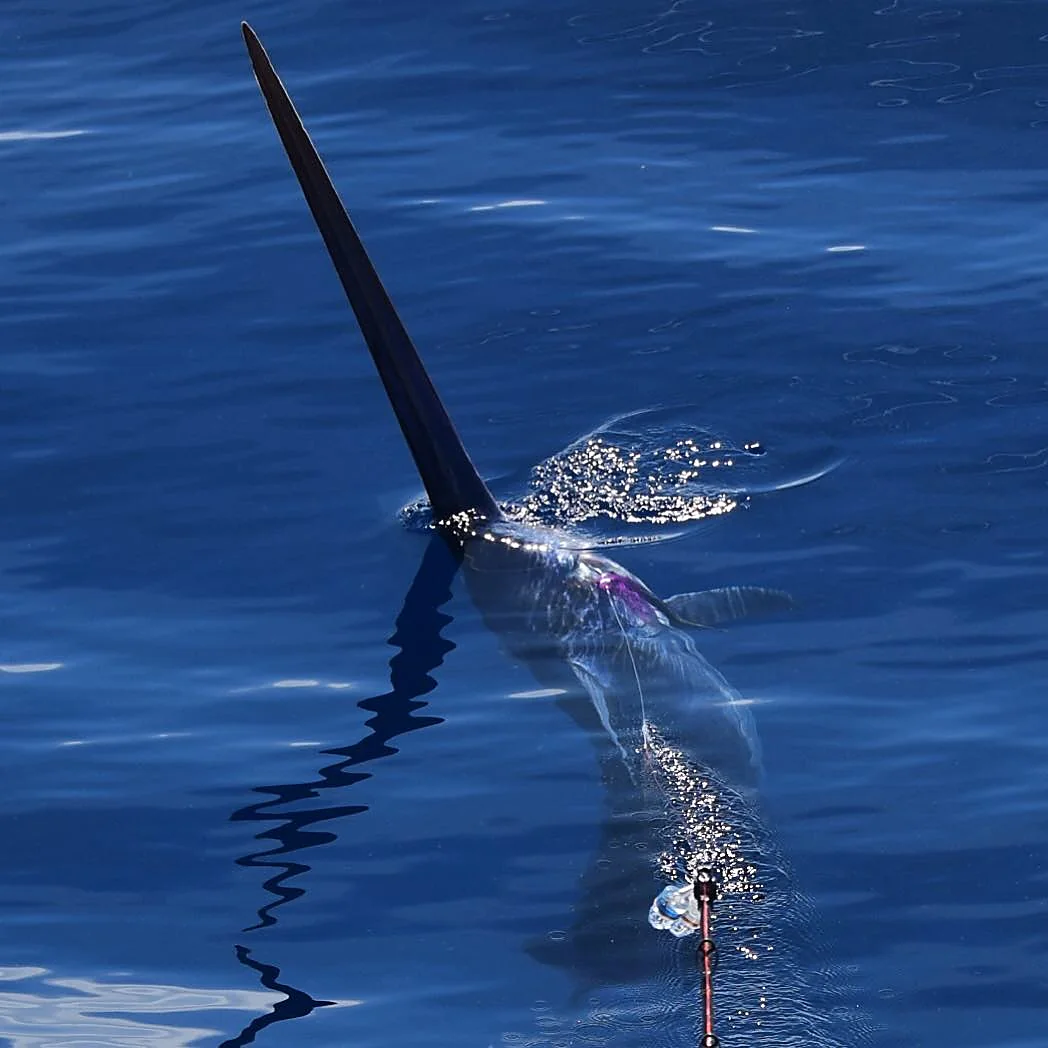 A swordfish breaching on the surface off Miami