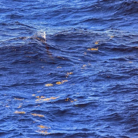 Blue water off Miami with a tailing sailfish barely visible at the surface