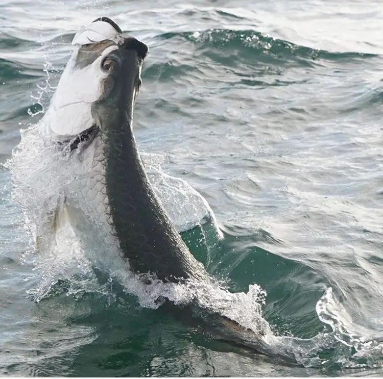 Tarpon