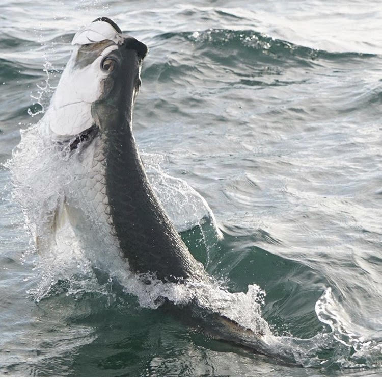 tarpon jumping