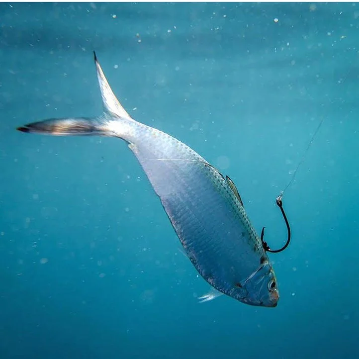 Threadfin Herring