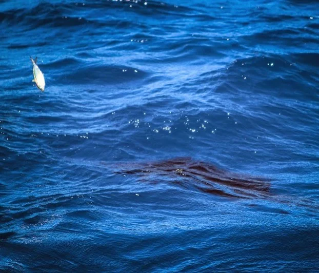 leaping threadfin with a sailfish underneath