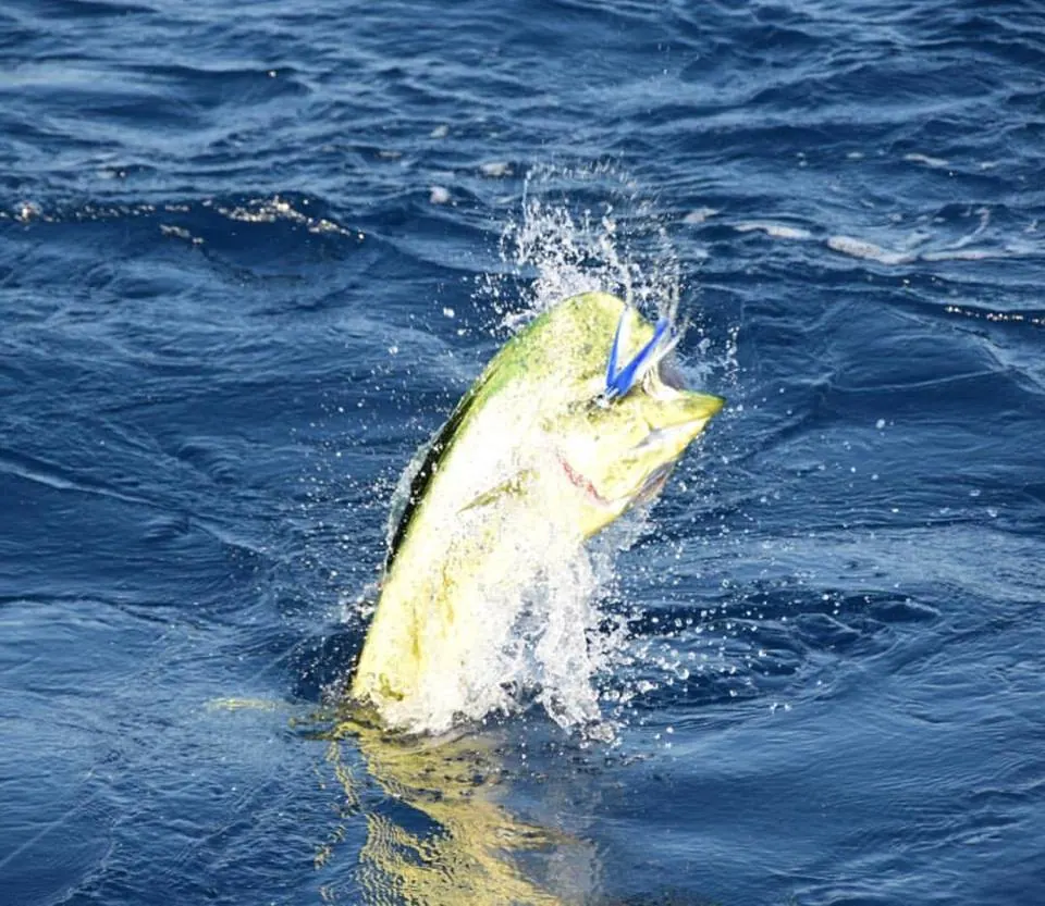 trolling for mahi mahi