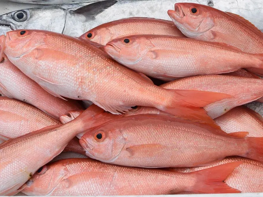Vermillion Snapper