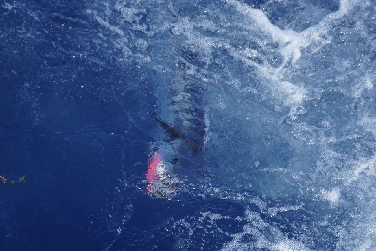 A wahoo camouflaged in the blue water coming up on the planer off Miami