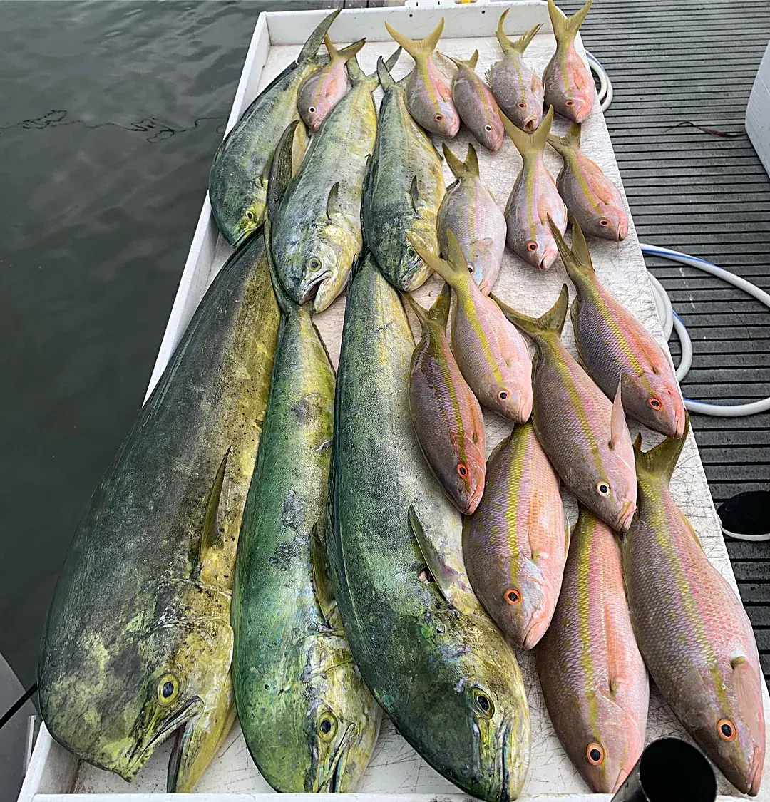 Yellowtail snapper and mahi in the fish box after a Miami reef trip