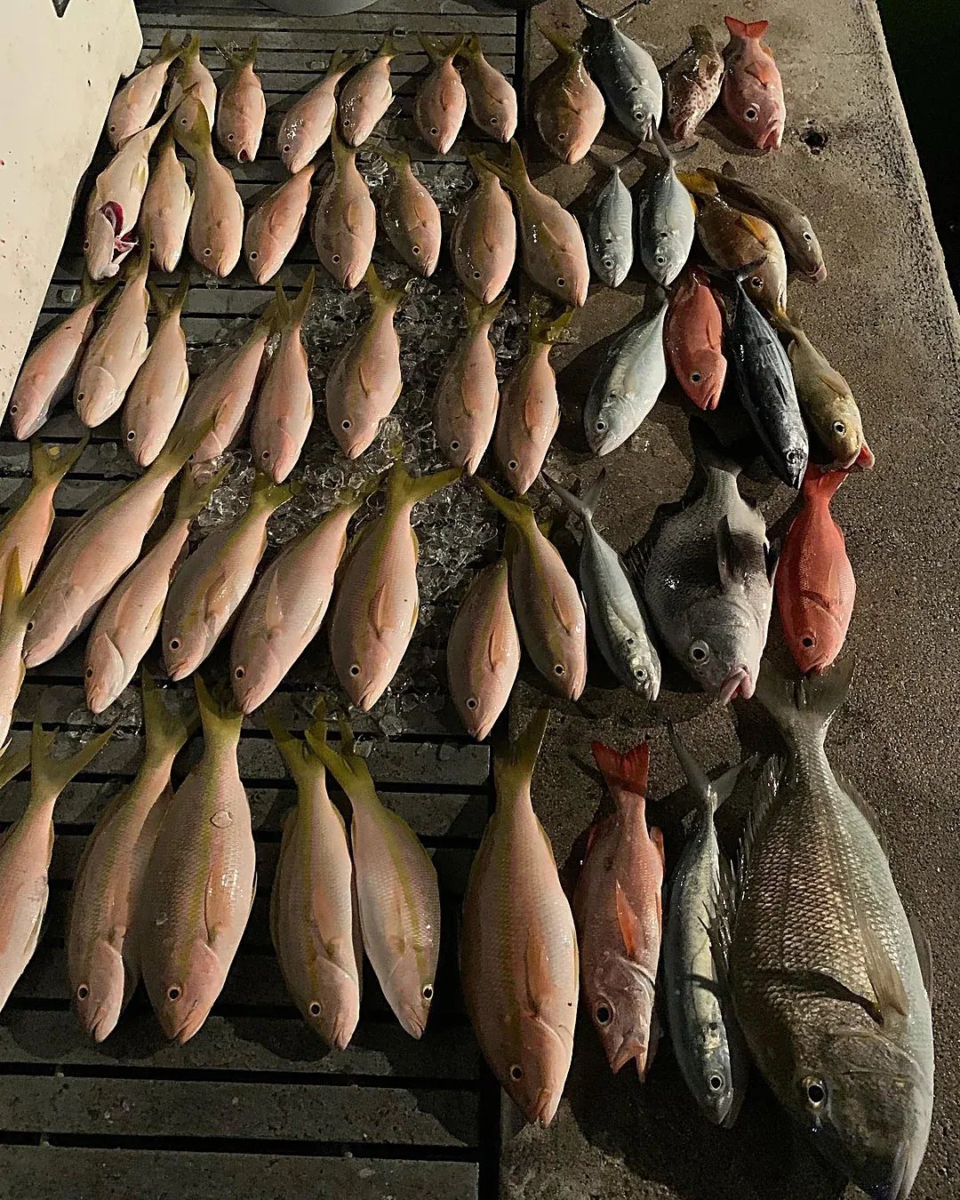 A large spread of yellowtail snapper laid out after a Miami reef trip
