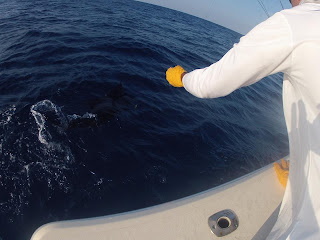 afternoon sailfish charter in miami