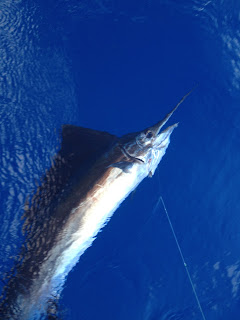 big blackfin tuna off miami