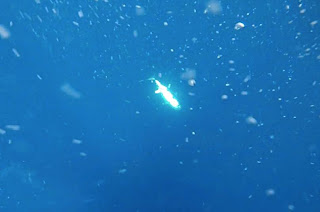 blackfin tuna fishing in south florida