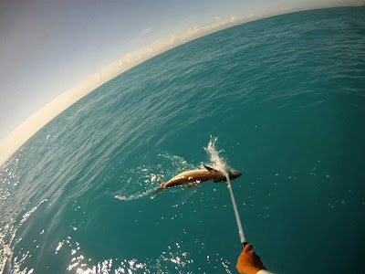 catching cobia in miami