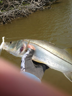 charter fishing in flamingo