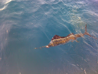 charters for sailfish tournaments in miami