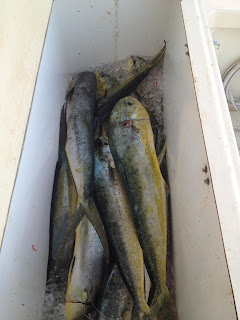 decent haul of dolphin off miami beach