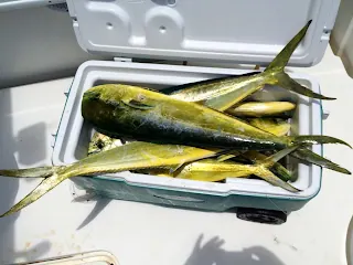 dolphin fishing charters in miami