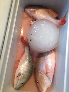 patch reef fishing in miami
