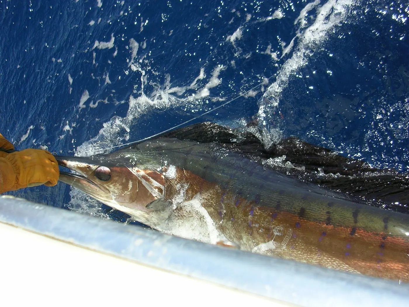 sailfish swimming ballyhoo