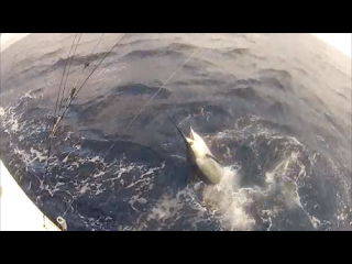 sailfish with the billfish foundation