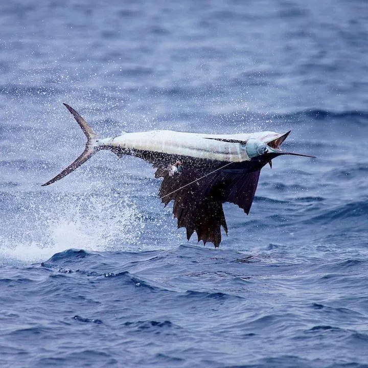 sailfish