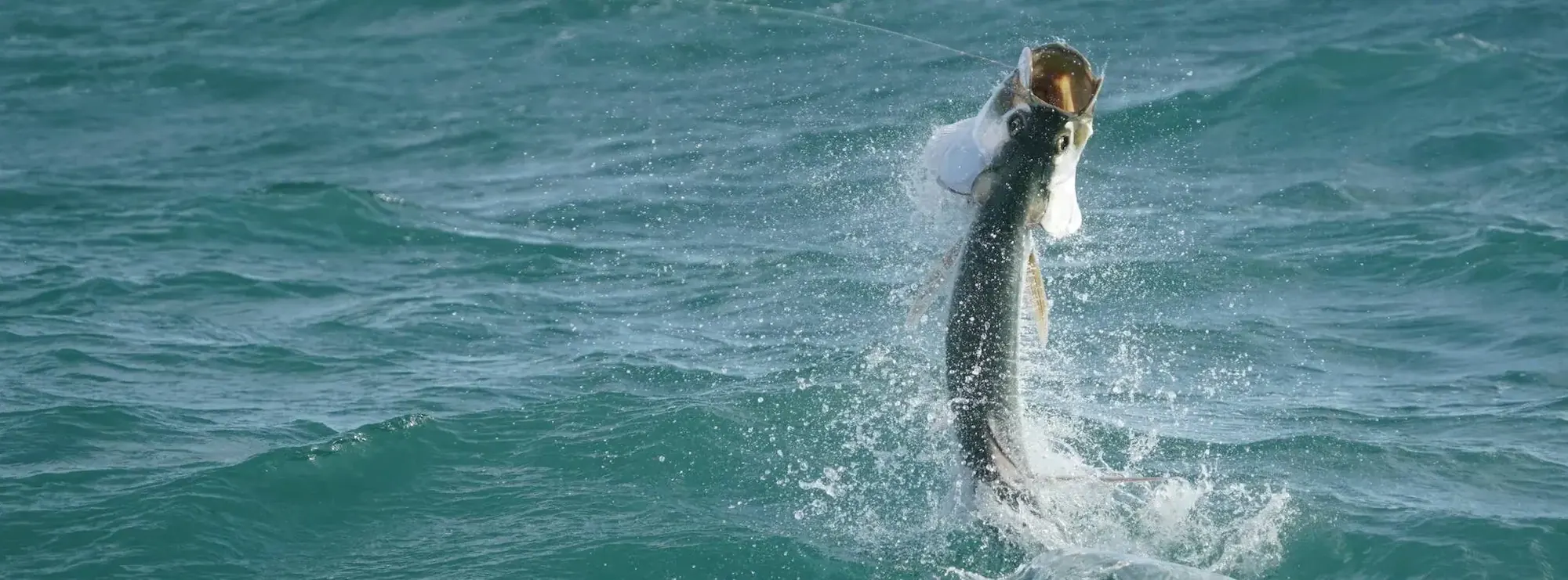 A tarpon jumping during the fight off Miami