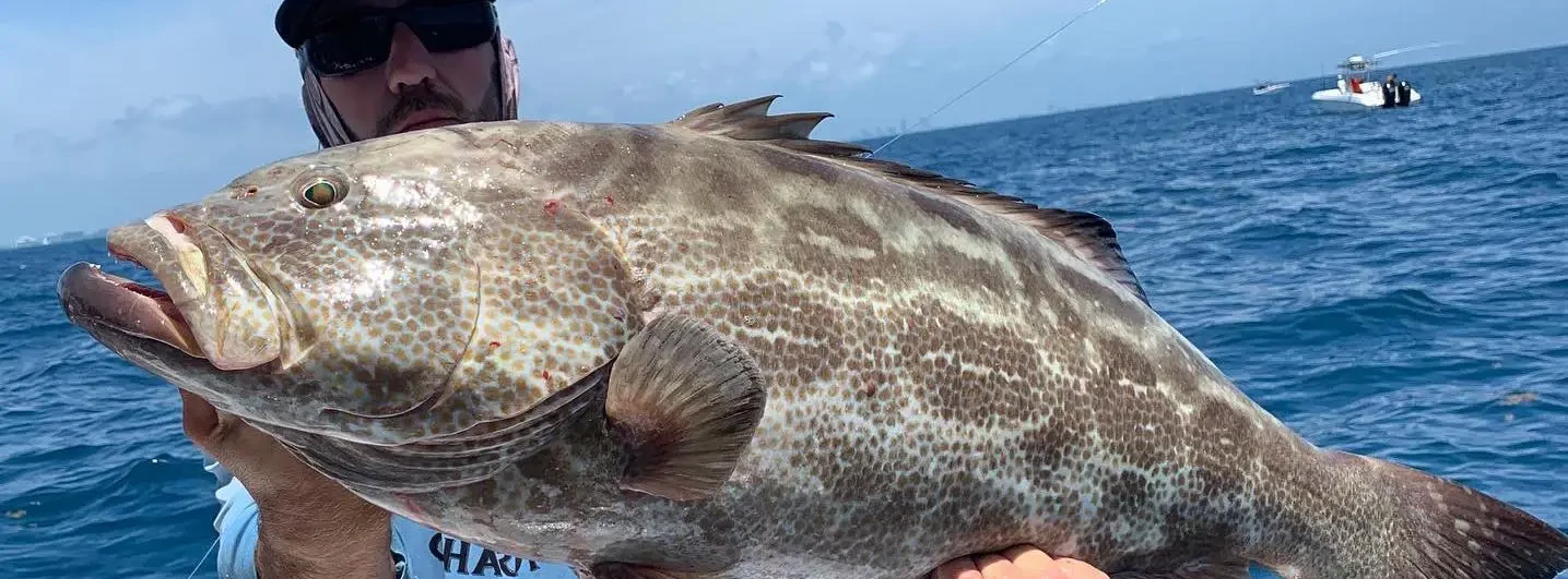 A black grouper caught off Miami