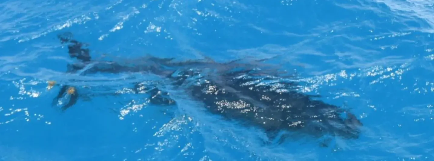 A bluefin tuna swimming just under the surface