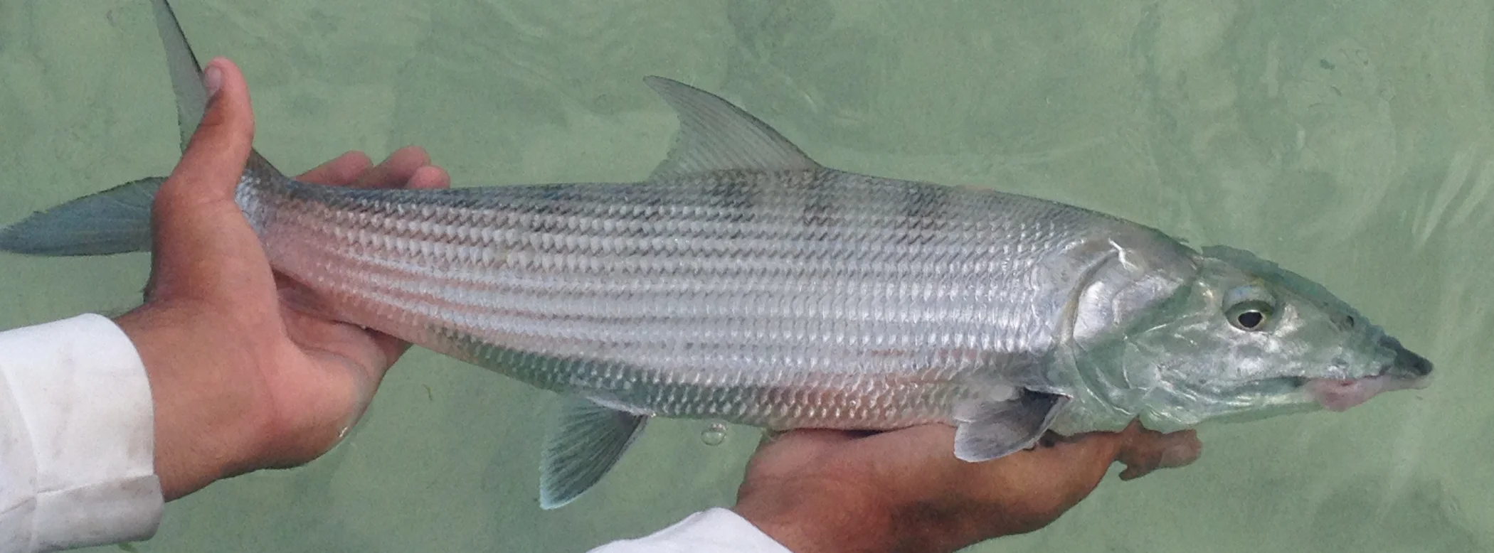 A bonefish held over the flats before release