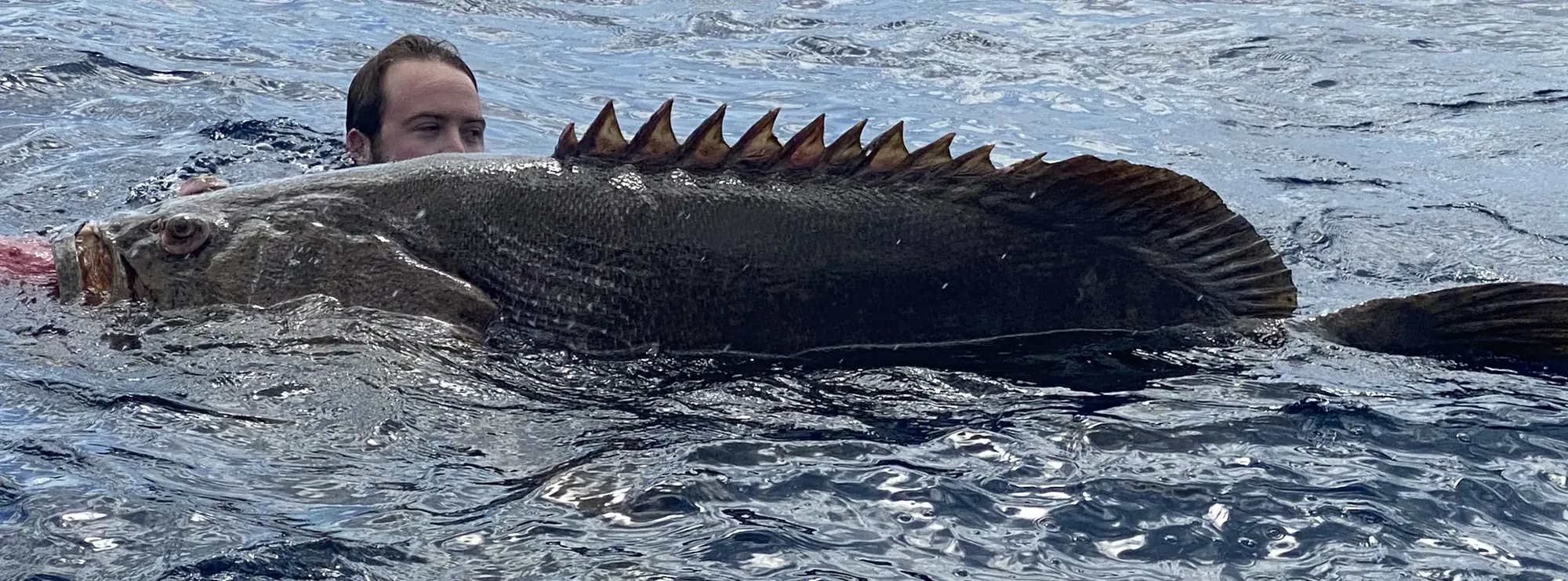 A goliath grouper boatside before release