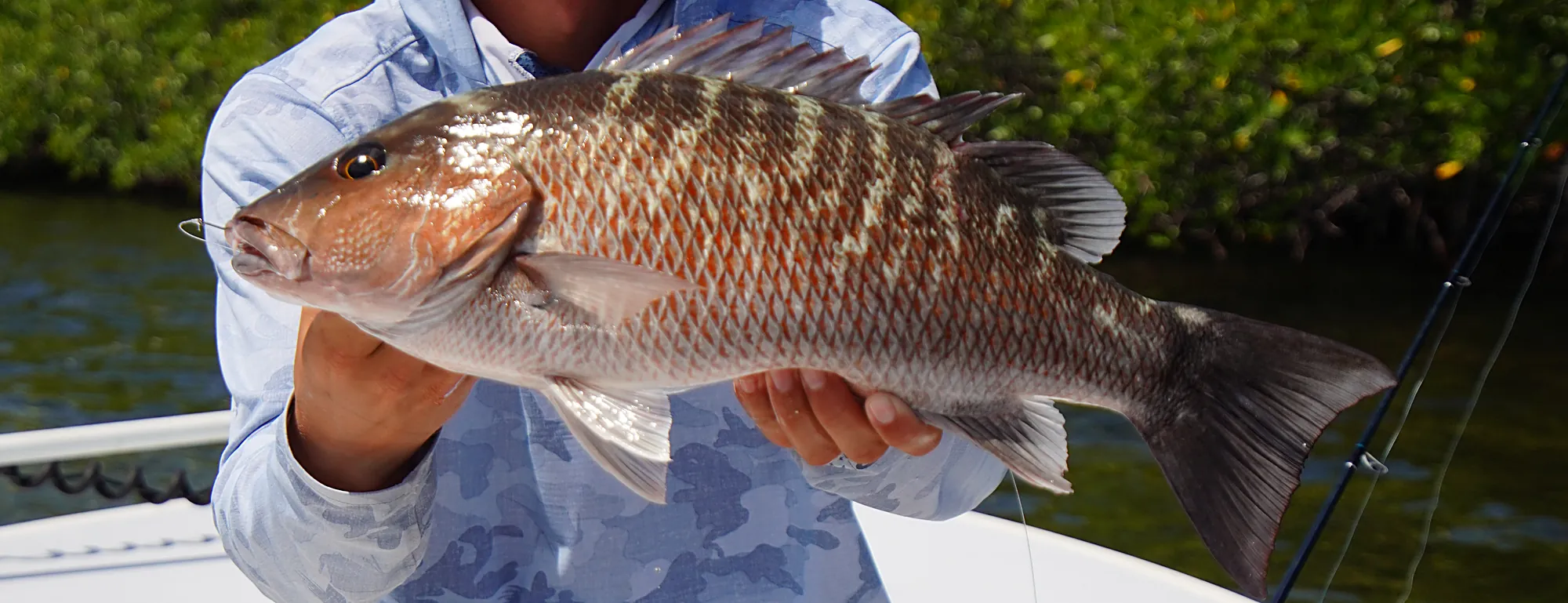 A mangrove snapper caught in the backcountry