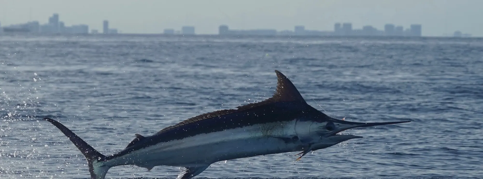 A blue marlin jumping off Miami with the skyline behind