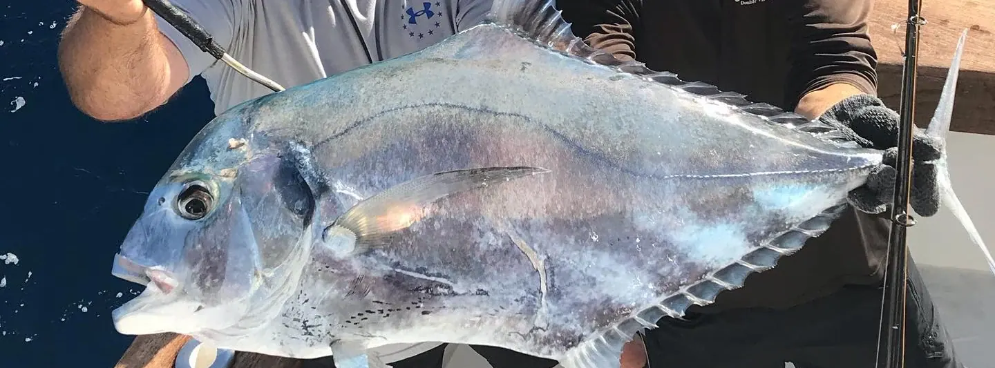An African pompano caught off Miami