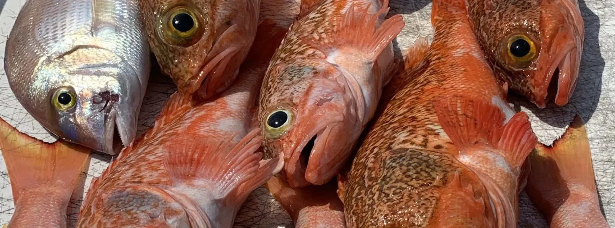 A deep drop haul of blackbelly rosefish