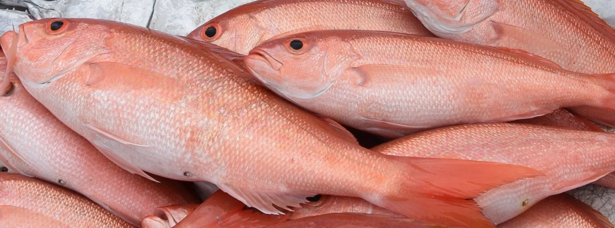 A catch of vermillion snapper