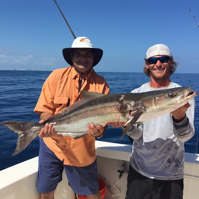 Cobia caught off the bottom.