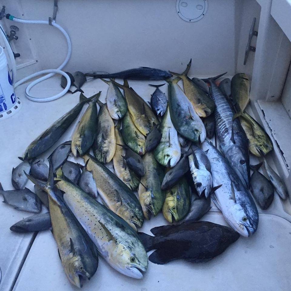 pile of fish