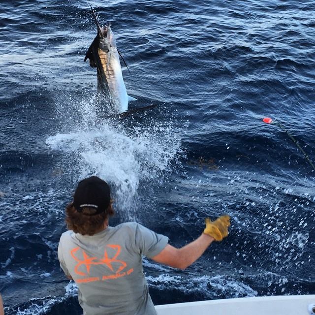 Winter Sailfish in Miami