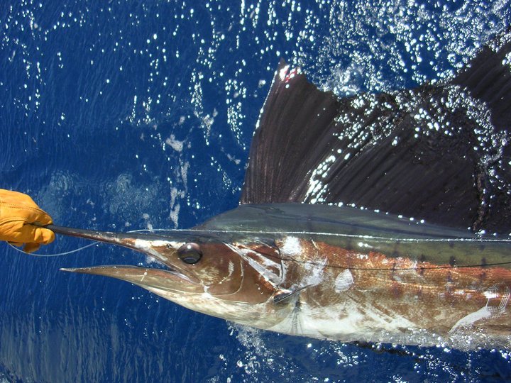 Atlantic Sailfish in Miami