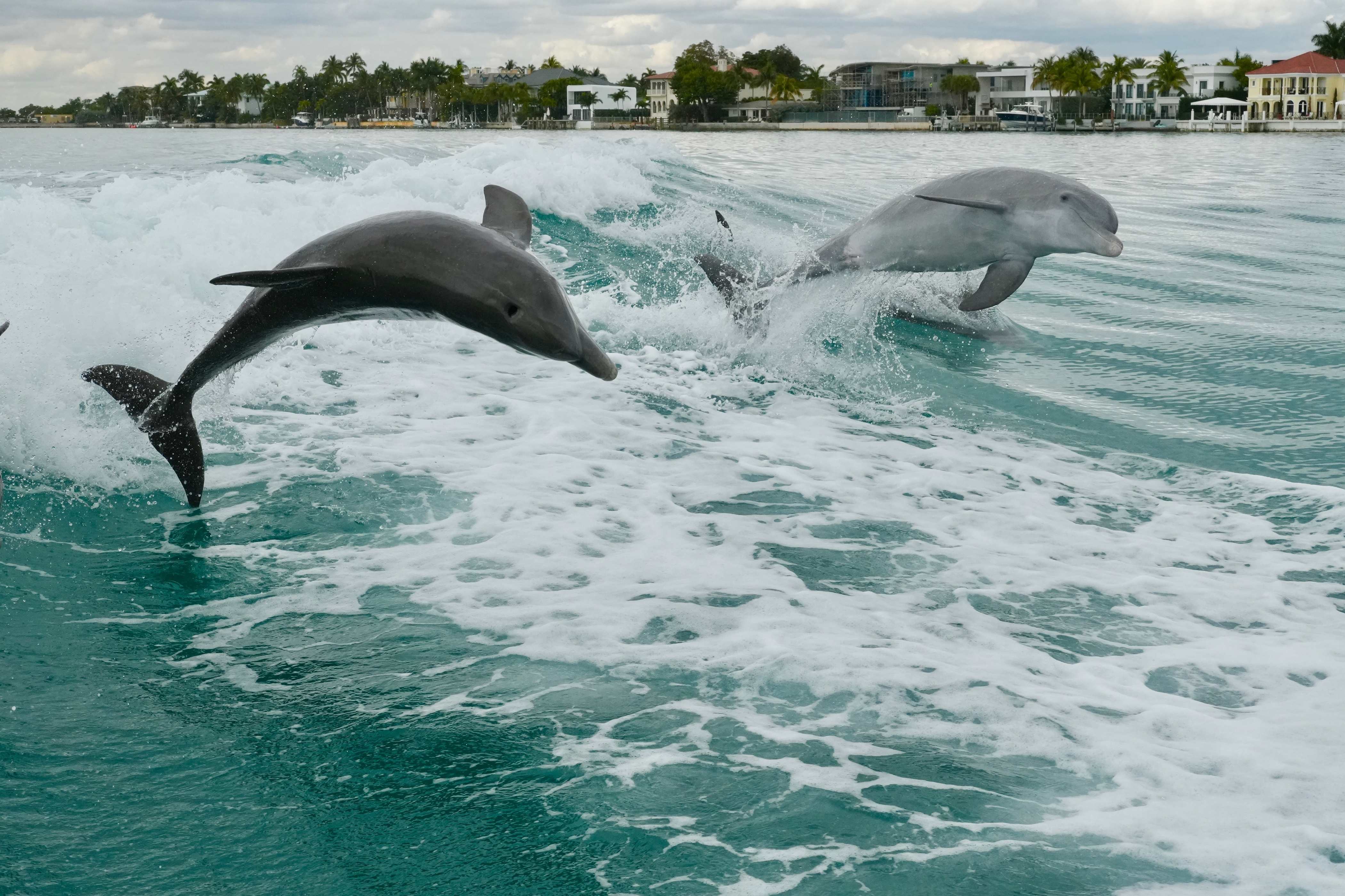 Dolphins: The Wildlife You’ll See Fishing in Miami