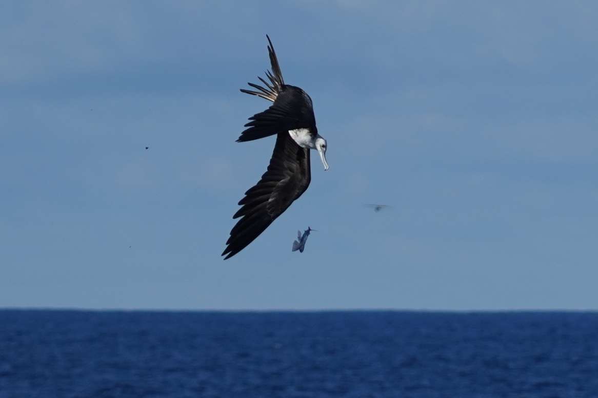 Seabirds: The Wildlife You’ll See Fishing in Miami
